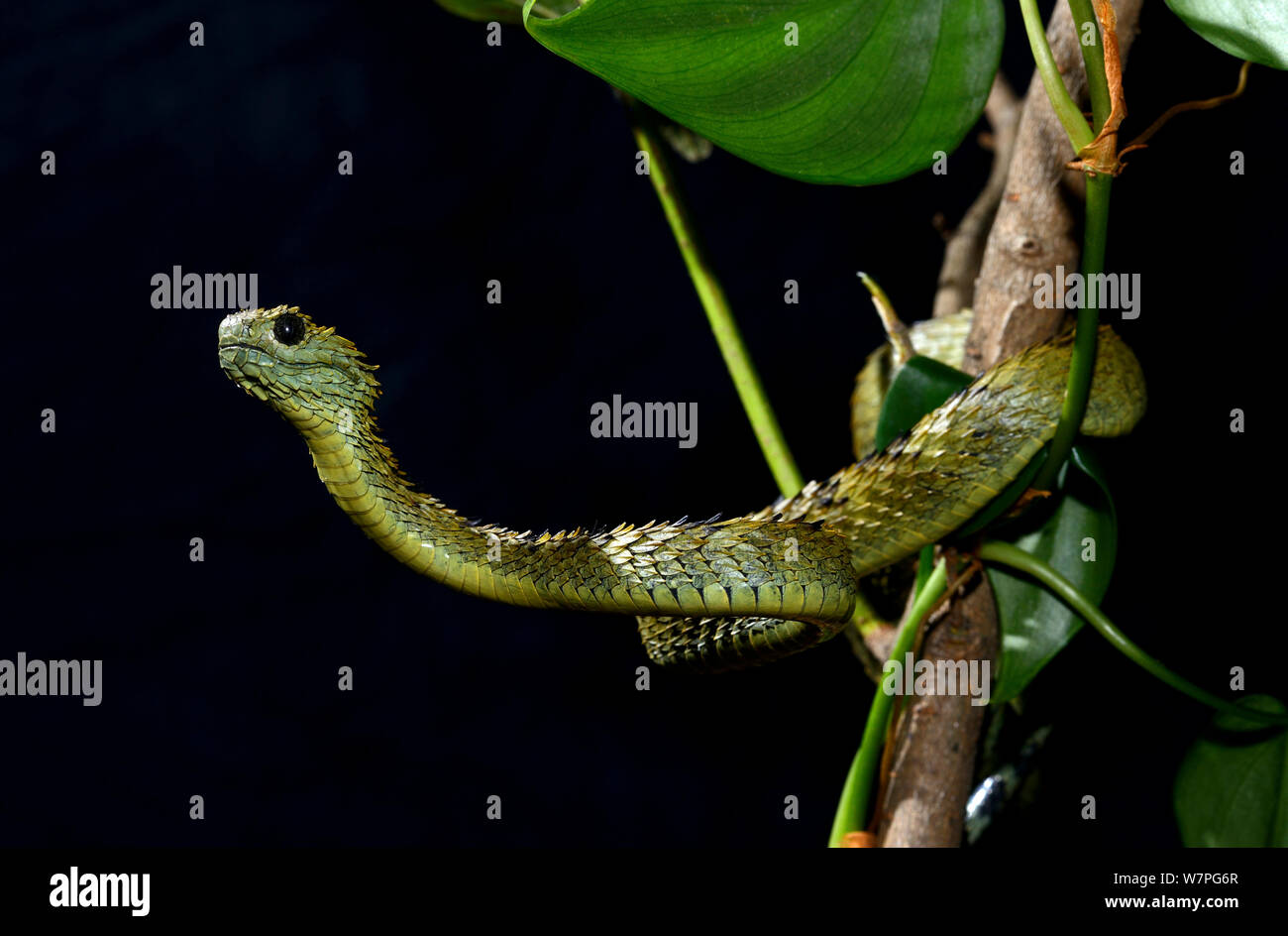 Hairy bush Viper (Atheris hispida) captive from Central Africa Stock Photo