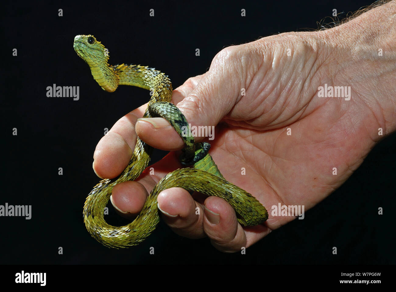 Hairy bush Viper (Atheris hispida) held in hand, captive from Central Africa Stock Photo