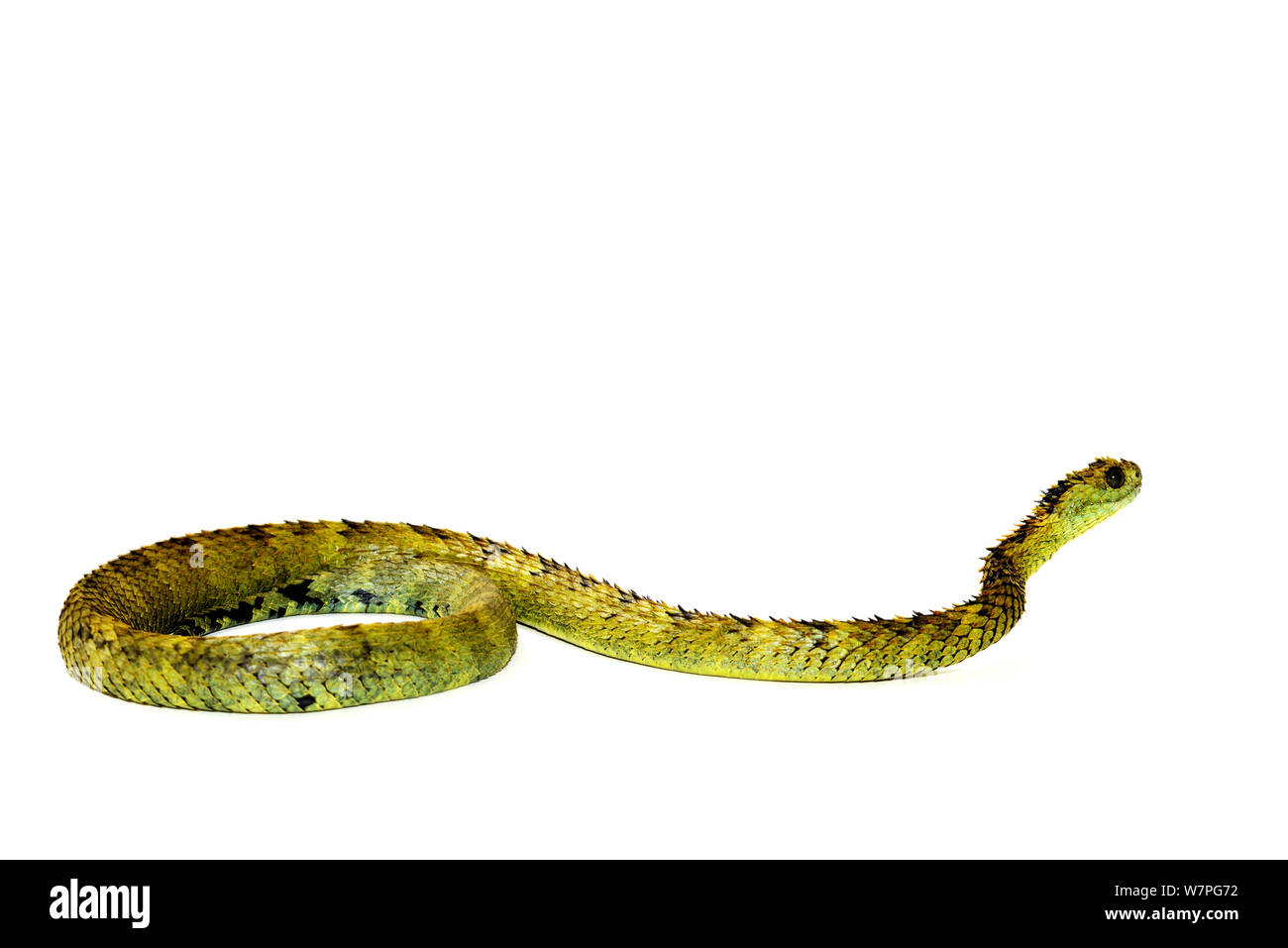 Hairy bush Viper (Atheris hispida) captive from Central Africa Stock Photo