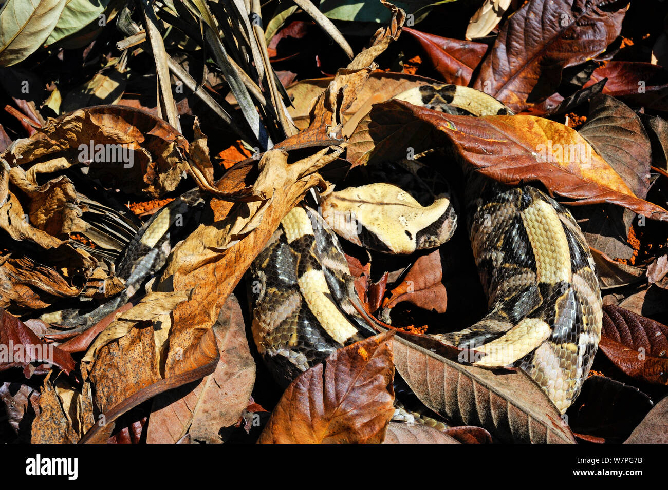West African Gaboon Viper (Bitis rhinoceros) hidden in leaves, captive from West Africa Stock Photo