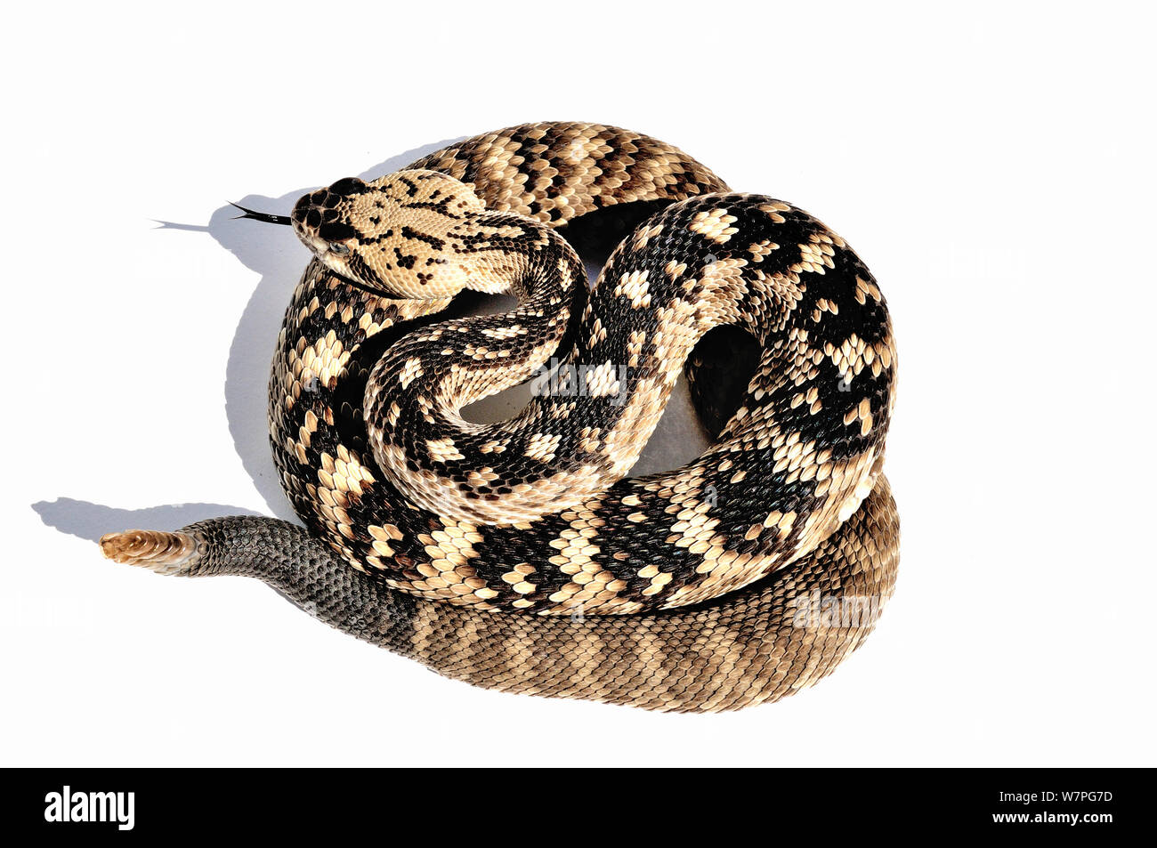 Black-tailed Rattlesnake (Crotalus molossus) captive from USA and Mexico Stock Photo