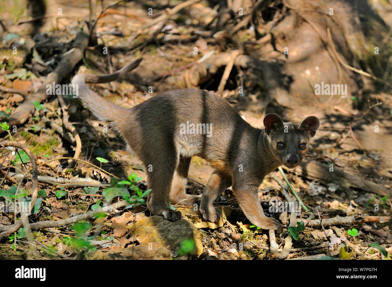 Young fossa (Cryptoprocta ferox) captive from  Madagascar, Vulnerable species Stock Photo