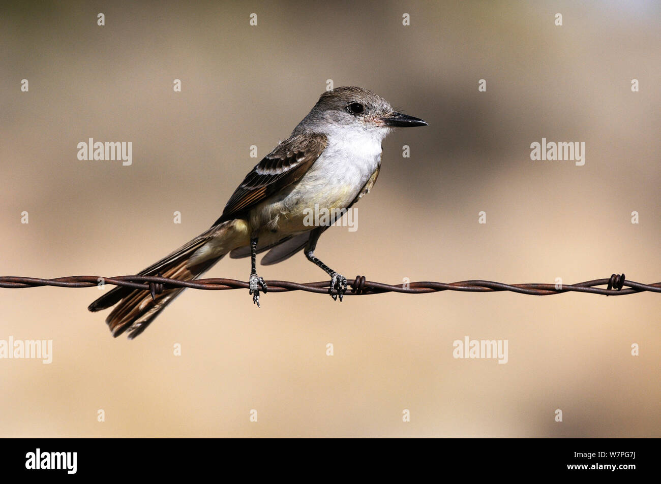 Ash-throated Flycatcher (Myiarchus cinerascens)  perched on wire, Mohave National Preserve. California, May Stock Photo