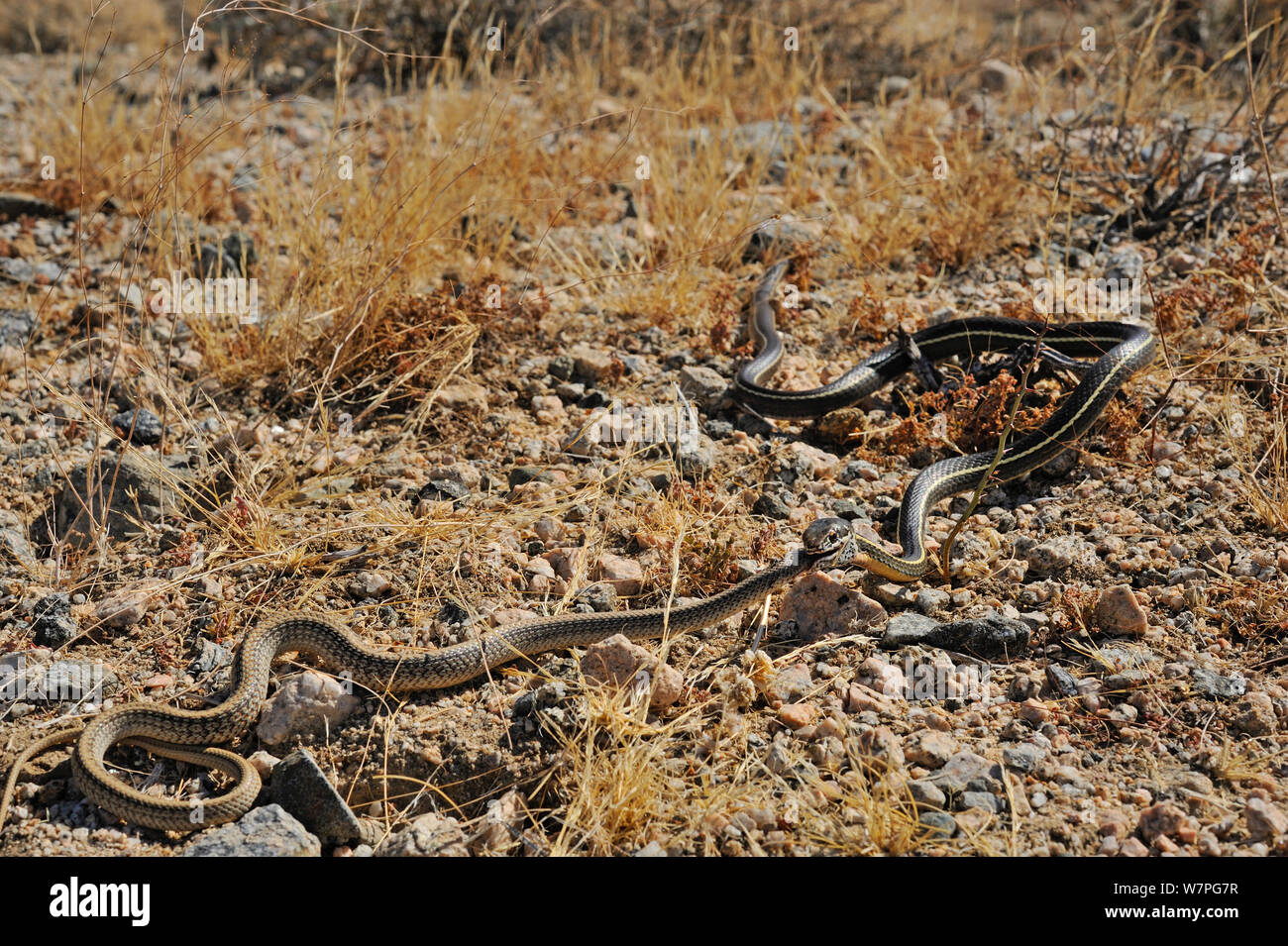 California stripped Racer (Masticophis lateralis) eating a Patch-Nosed Snake (Salvadora hexalepis) Joshua's tree National Monument, California, USA, May. Controlled conditions Stock Photo