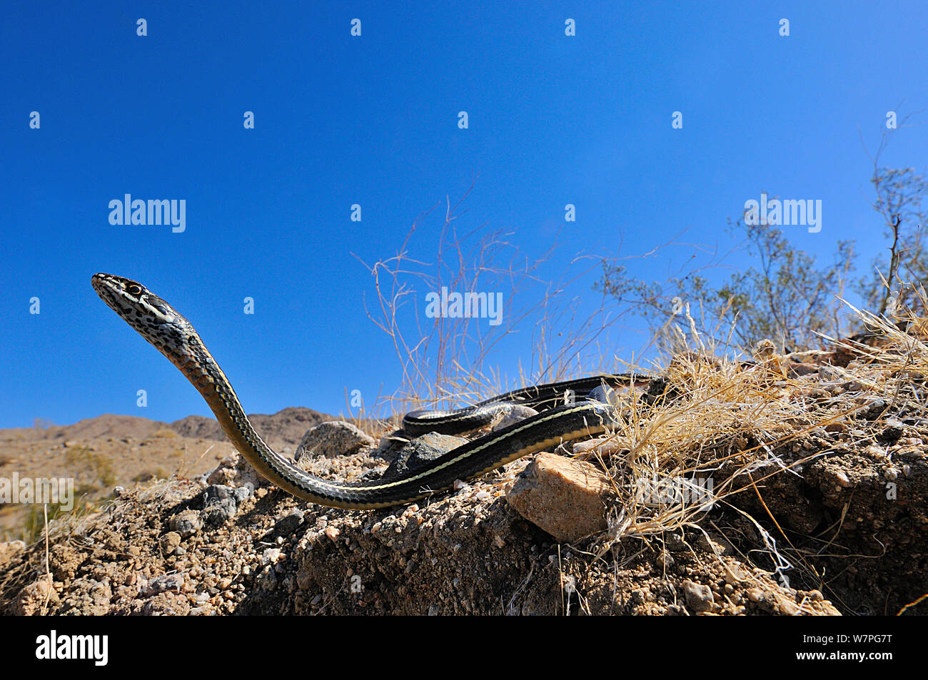 California stripped Racer (Masticophis lateralis) Joshua's tree National Monument, California, USA, May Stock Photo