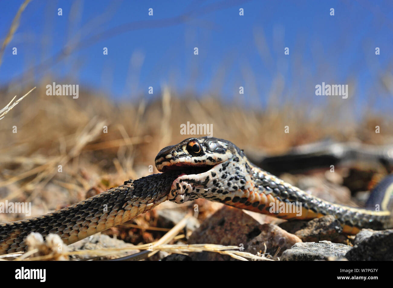 California stripped Racer (Masticophis lateralis) eating a Patch-Nosed Snake (Salvadora hexalepis) Joshua's tree National Monument, California, USA, May Controlled conditions Stock Photo