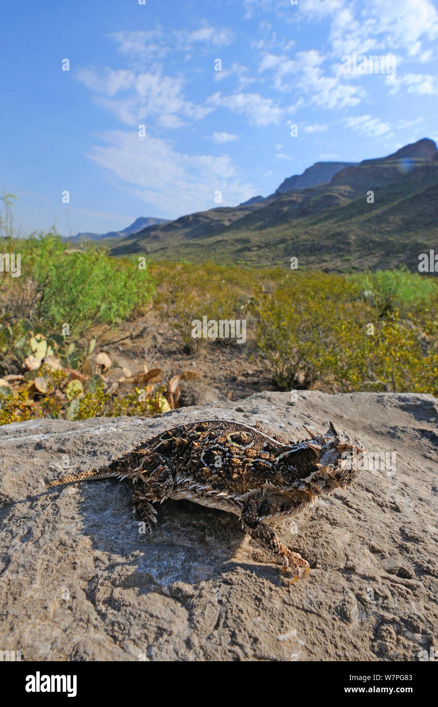 Texas horned Lizard (Phrynosoma cornutum) portrait, near Alamogordo
