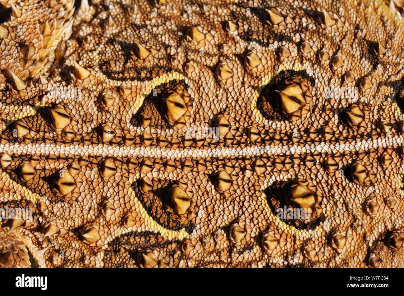 Texas horned Lizard, (Phrynosoma cornutum) close up of skin, near Alamogordo, New-Mexico, June Stock Photo