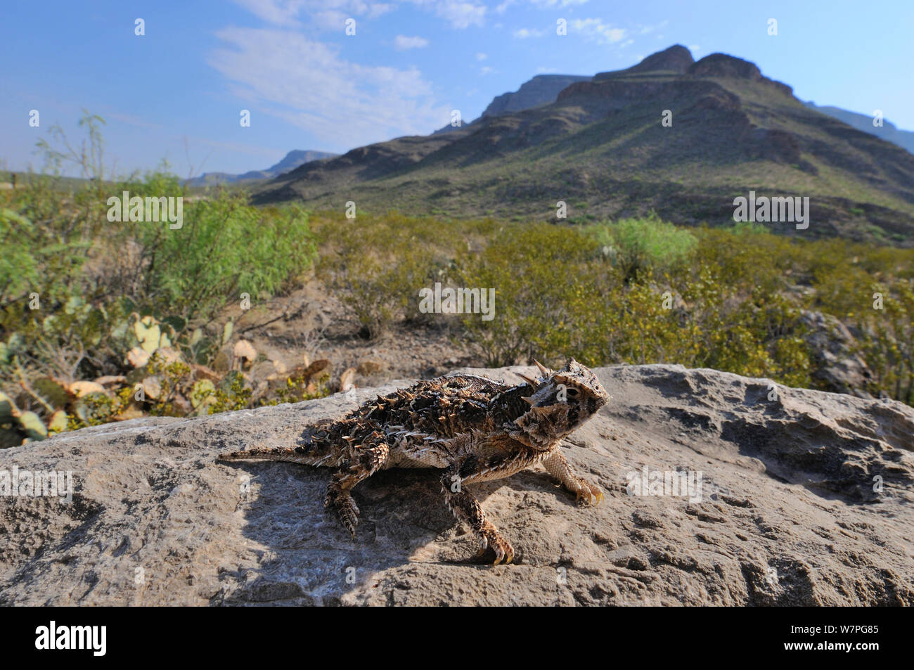 Texas horned Lizard (Phrynosoma cornutum) in defensive posture, near Alamogordo. New-Mexico Stock Photo