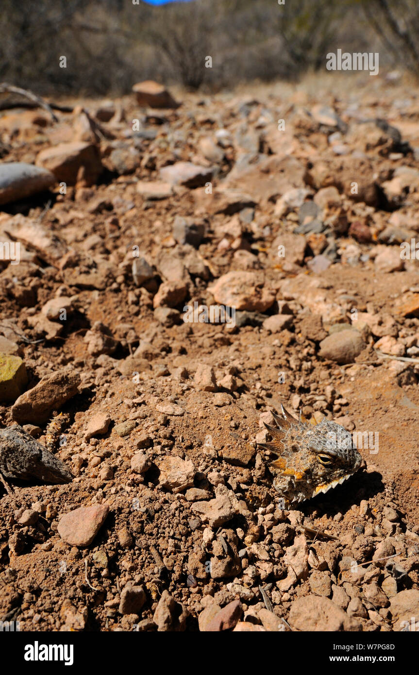 Regal Horned Lizard (Phrynosoma solare) hidden under dirt, near Tucson, Arizona, USA, April Stock Photo