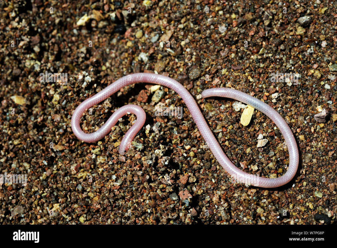 Southwestern blind Snake (Rena / Leptotyphlops  humilis humilis) on ground, near Mecca, California, April Stock Photo