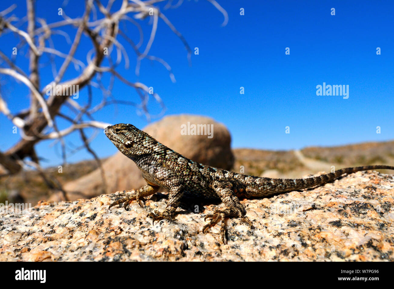 Desert spiny lizard (Sceloporus magister) portrait, Mohave national preserve, California, USA, June Stock Photo