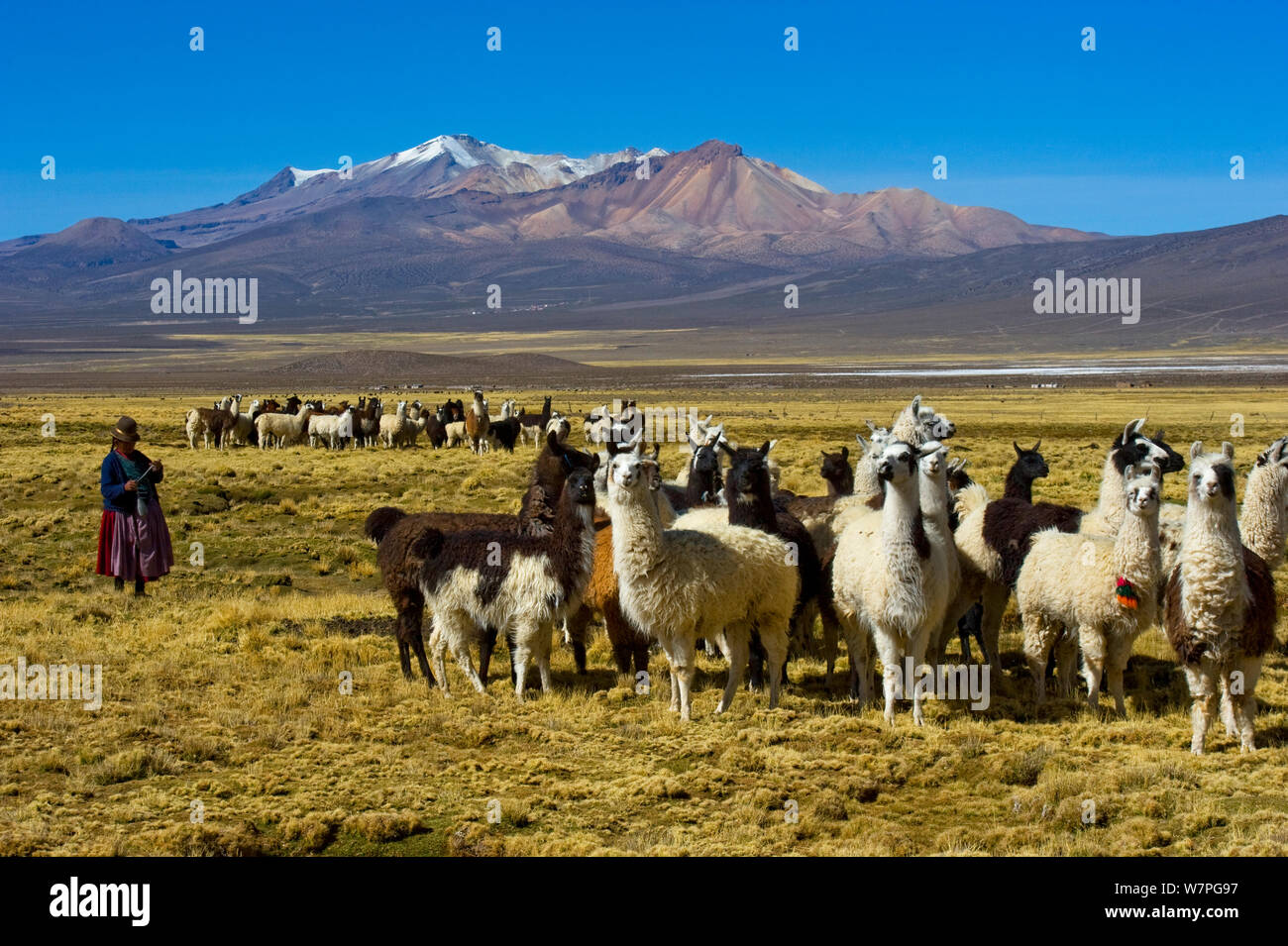 Aymara shepherdess standing near to flock of llamas whilst spinning llama wool, Sajama, Bolivia, October 2011 Stock Photo