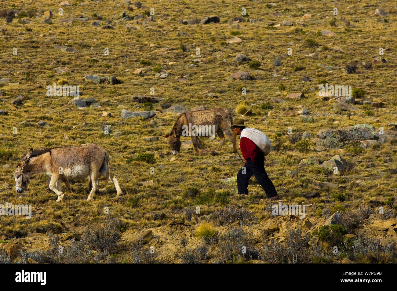 Aymara shepherd with donkeys, near Titicaca Lake, Bolivia, October 2011 Stock Photo