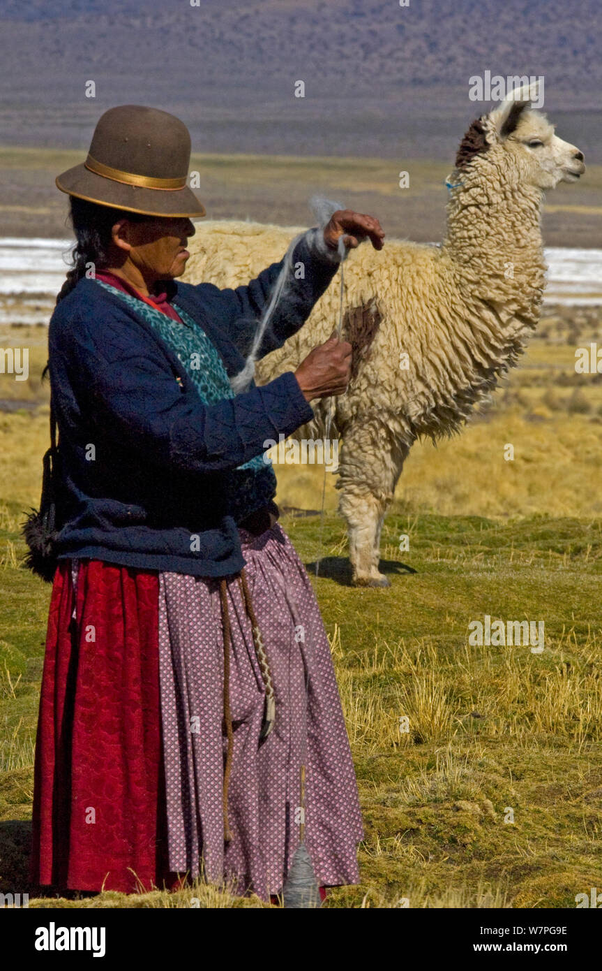 Aymara shepherdess spinning llama wool,  standing near to flock of llamas Sajama, Bolivia,  October 2011 Stock Photo