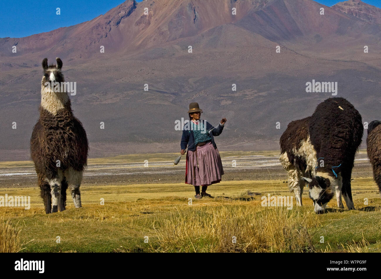 Aymara shepherdess spinning llama wool, whilst with llama flock, Sajama, Bolivia, October 2011 Stock Photo