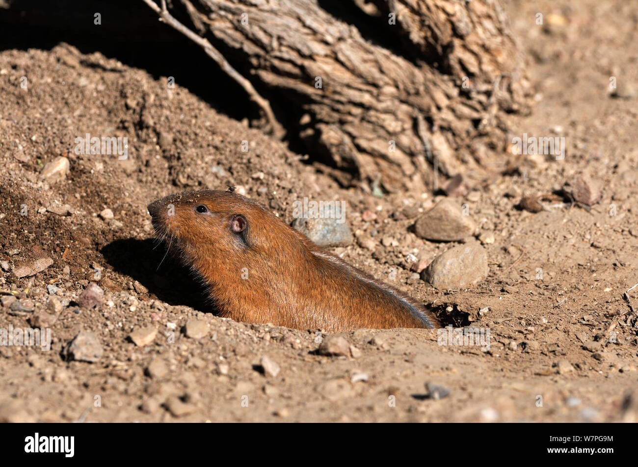 Gopher burrow hires stock photography and images Alamy