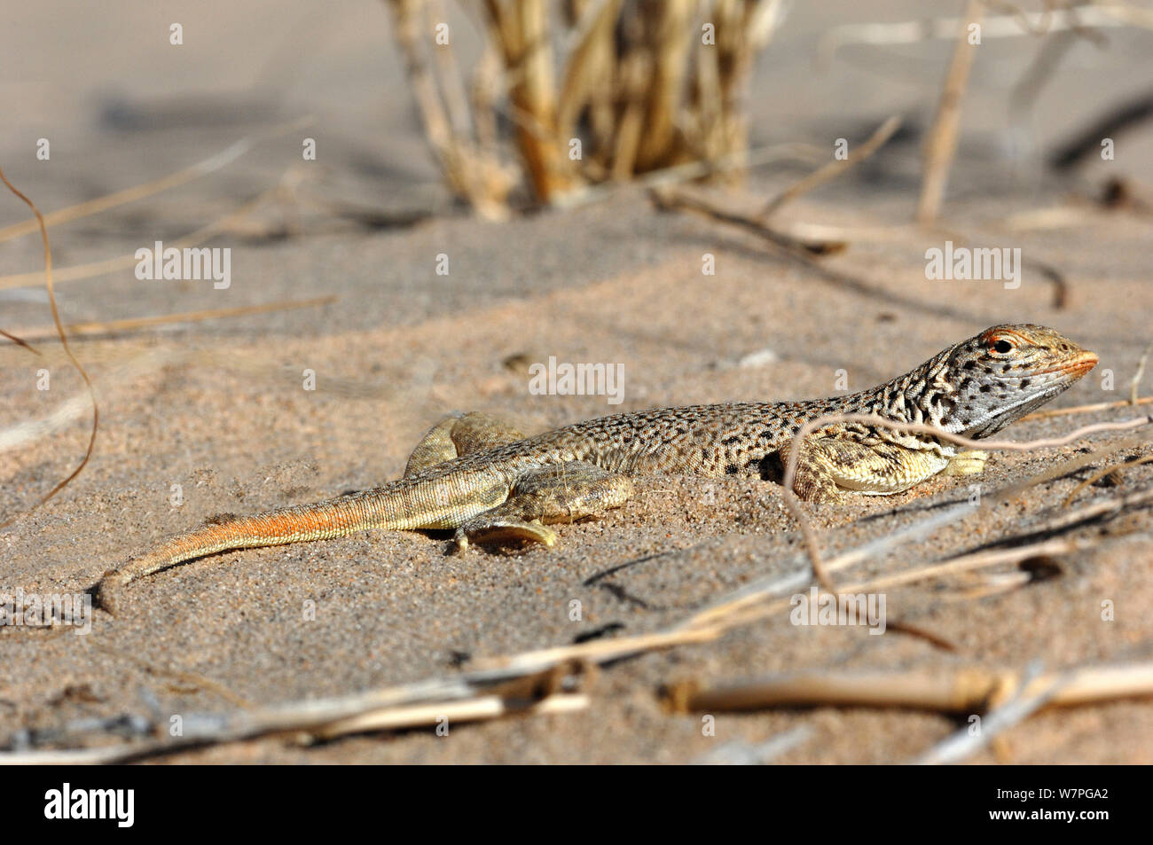 Mohave fringe-toed Lizard (Uma scoparia) portrait, Kelso dunes, California, USA, June Stock Photo