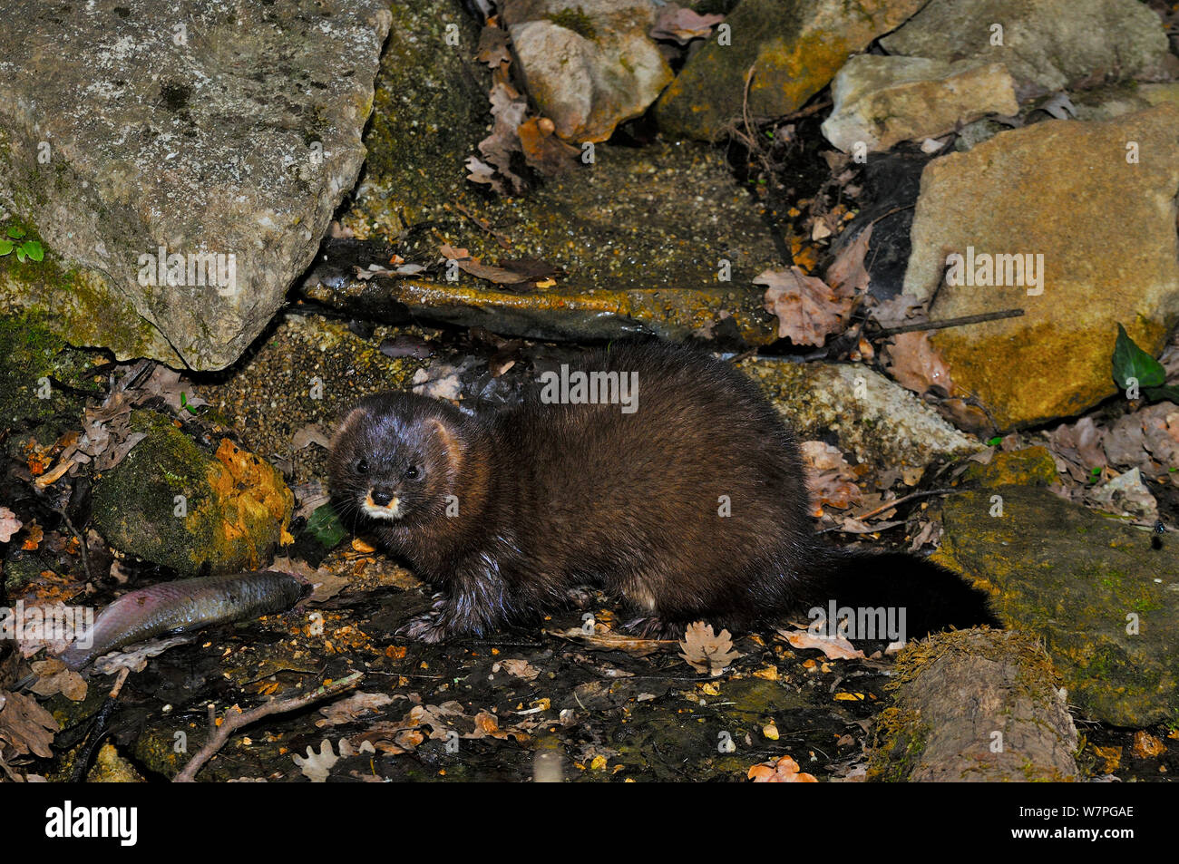 European Mink (Mustela lutreola) captive, South West France. Critically endangered species Stock Photo - Alamy European Mink (Mustela lutreola) captive, South West France. Critically endangered species Stock Photo - Alamy
