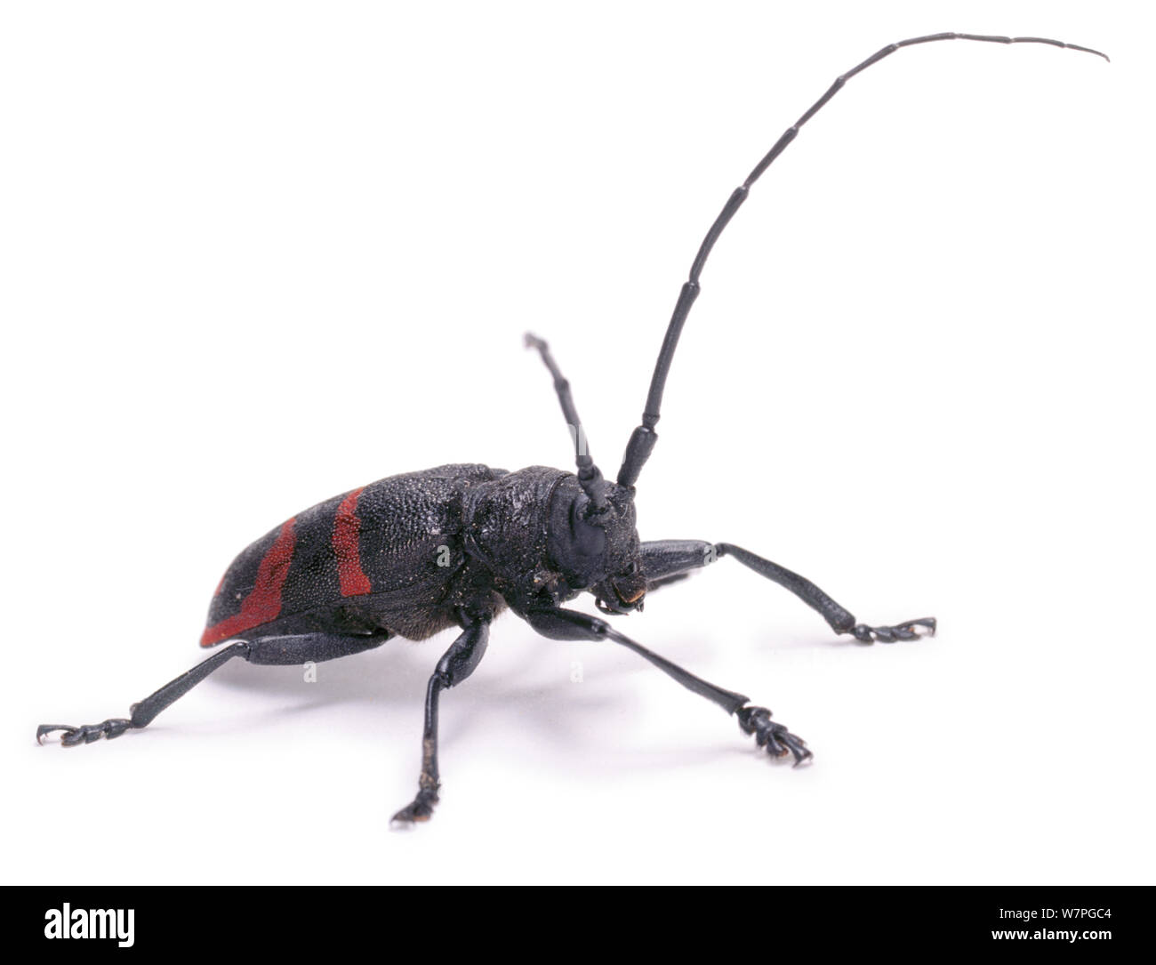 Longhorn Beetle (Tragocephala sp) Endemic to Southern Africa. Stock Photo