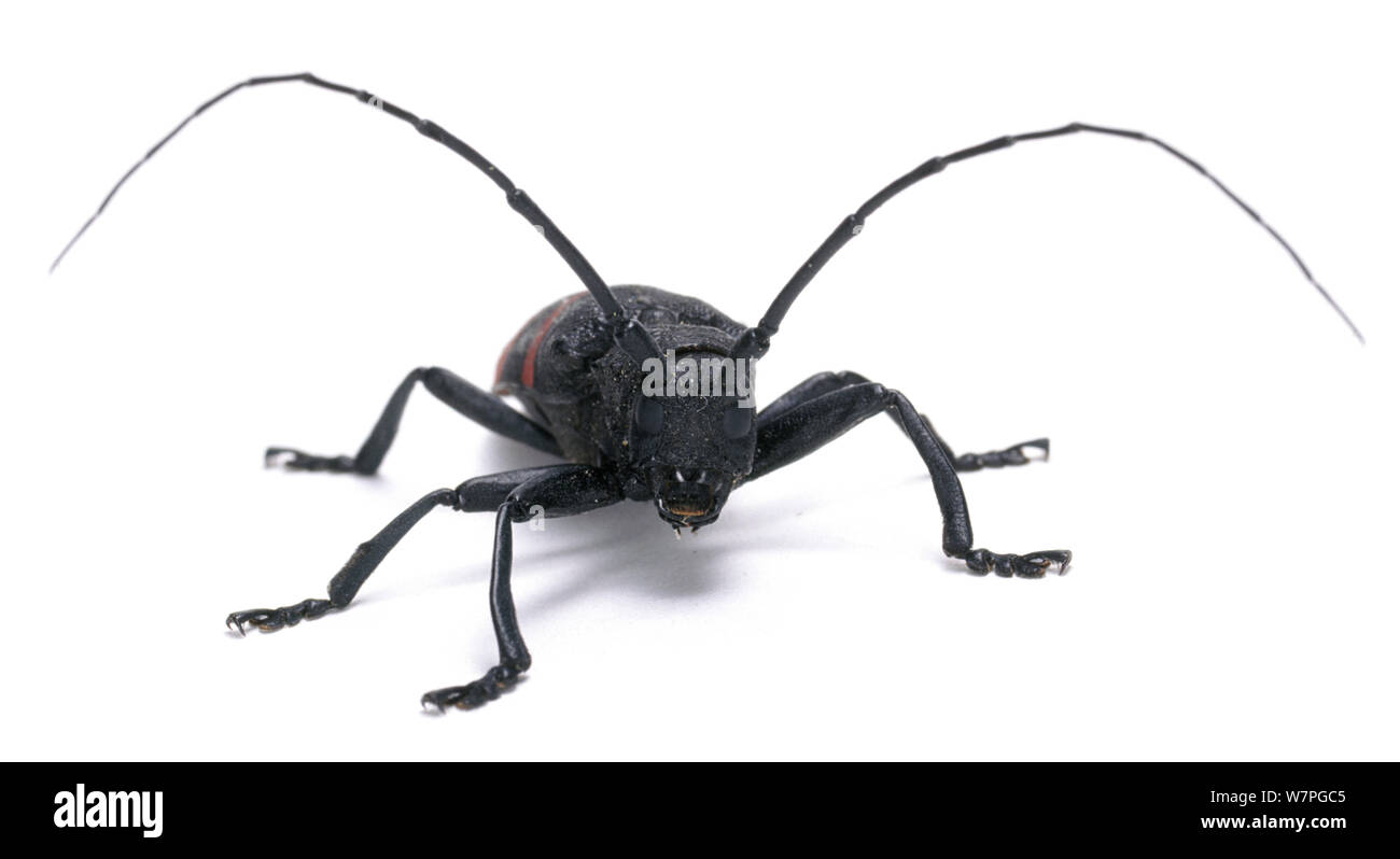 Longhorn Beetle (Tragocephala sp) Endemic to Southern Africa. Stock Photo