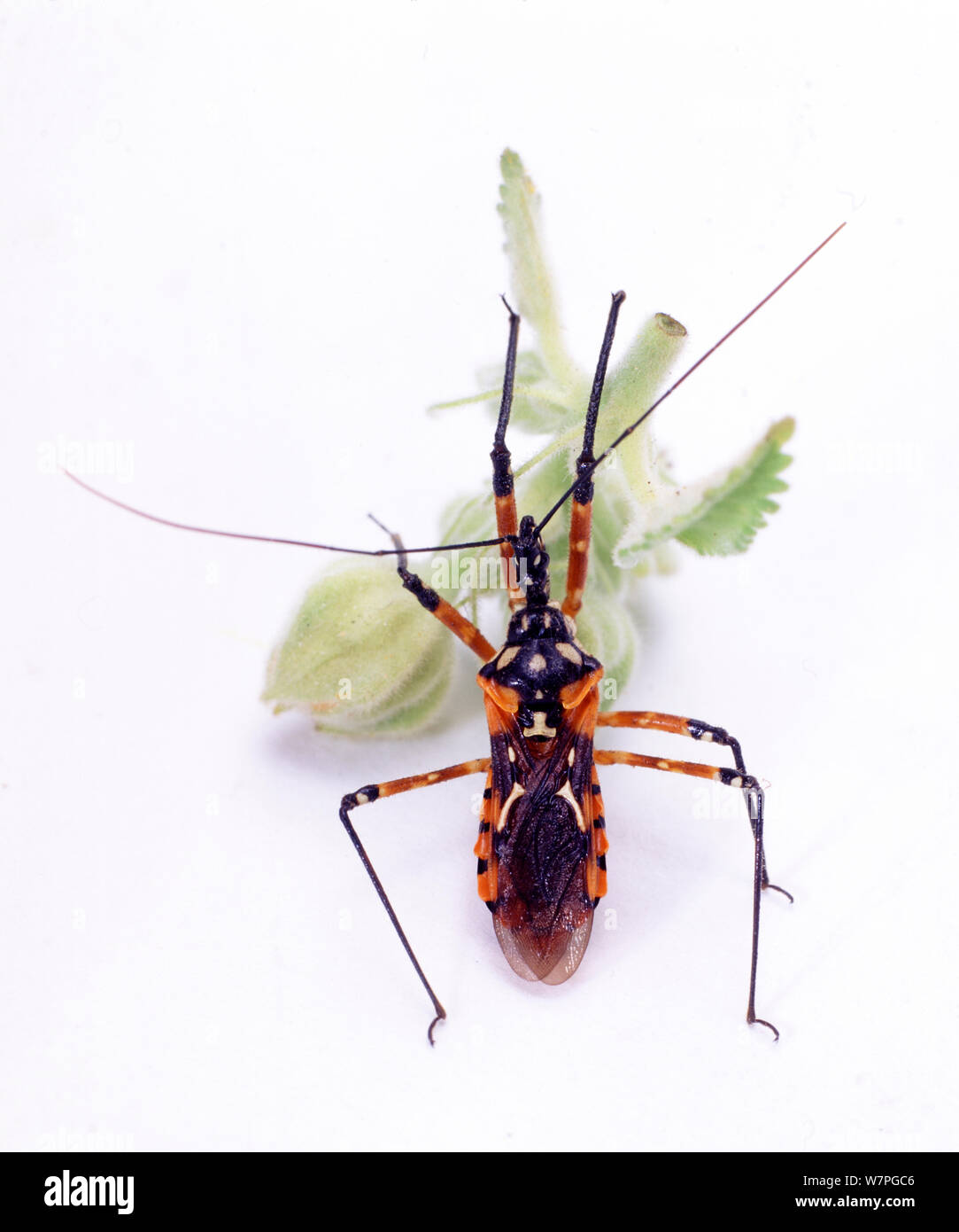 Assassin Bug (Rhinocoris sp.) Endemic to south / west Africa. Stock Photo