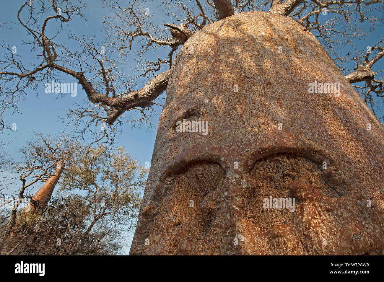 Boabab (Adansonia rubrostipa) Reniala Nature Reserve, Ifaty, Madagascar Stock Photo