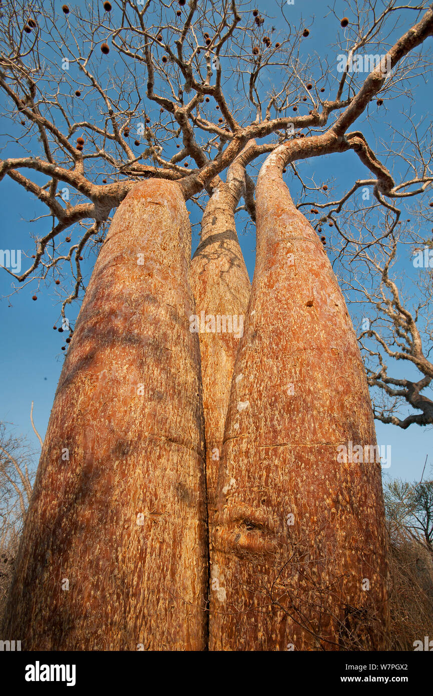 Boabab (Adansonia rubrostipa) Reniala Nature Reserve, Ifaty, Madagascar Stock Photo