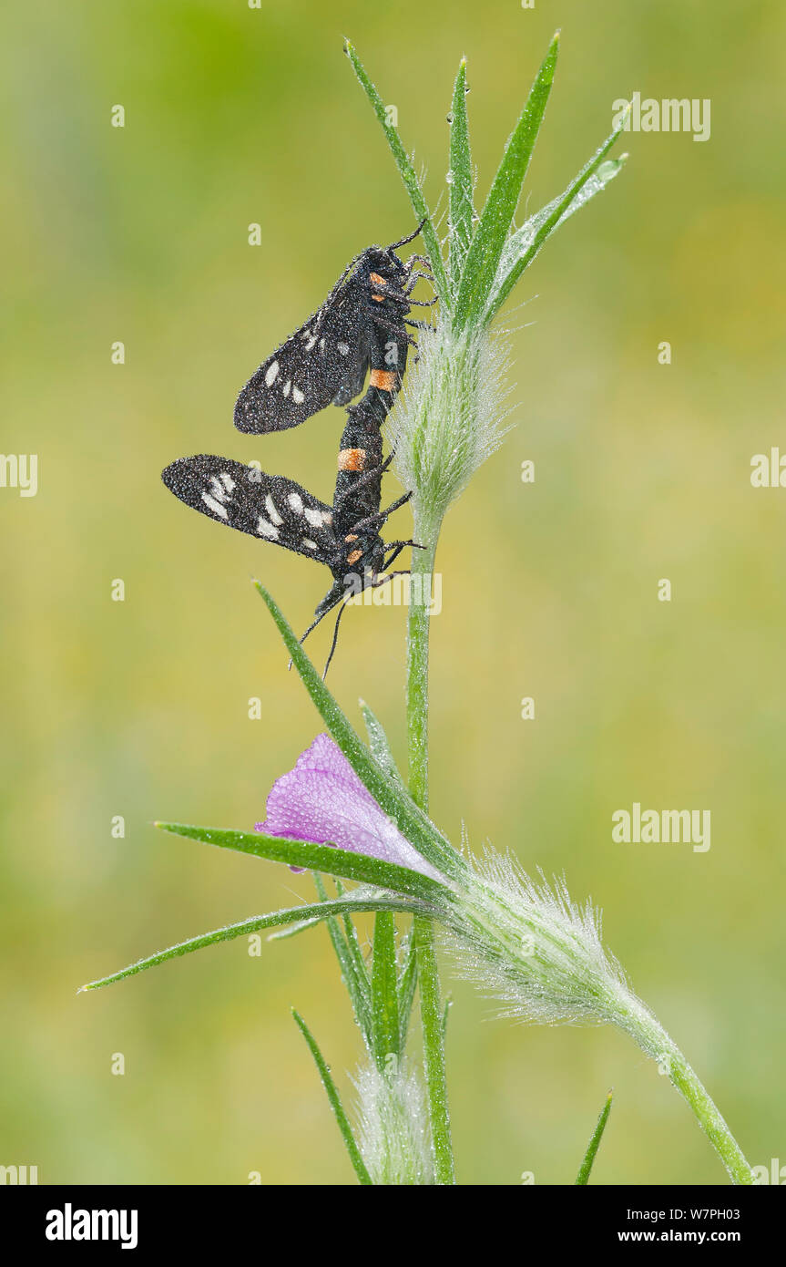 Nine spotted moths (Syntomis phegea) mating on Corn-rose (Agrostemma githago) Peerdsbos, Brasschaat, Belgium July Stock Photo