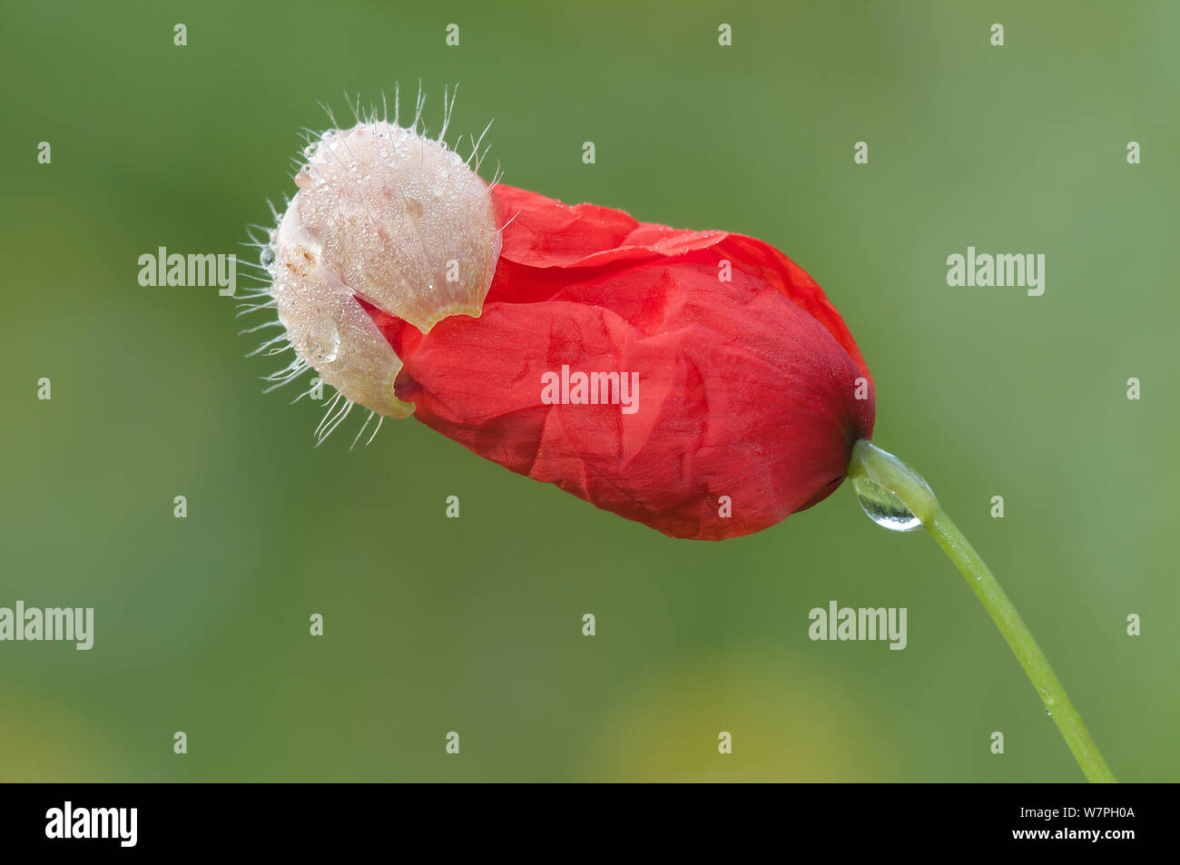 Poppy (Papaver rhoeas) flower opening, with dew drop, Peerdsbos, Brasschaat, Belgium, June Stock Photo