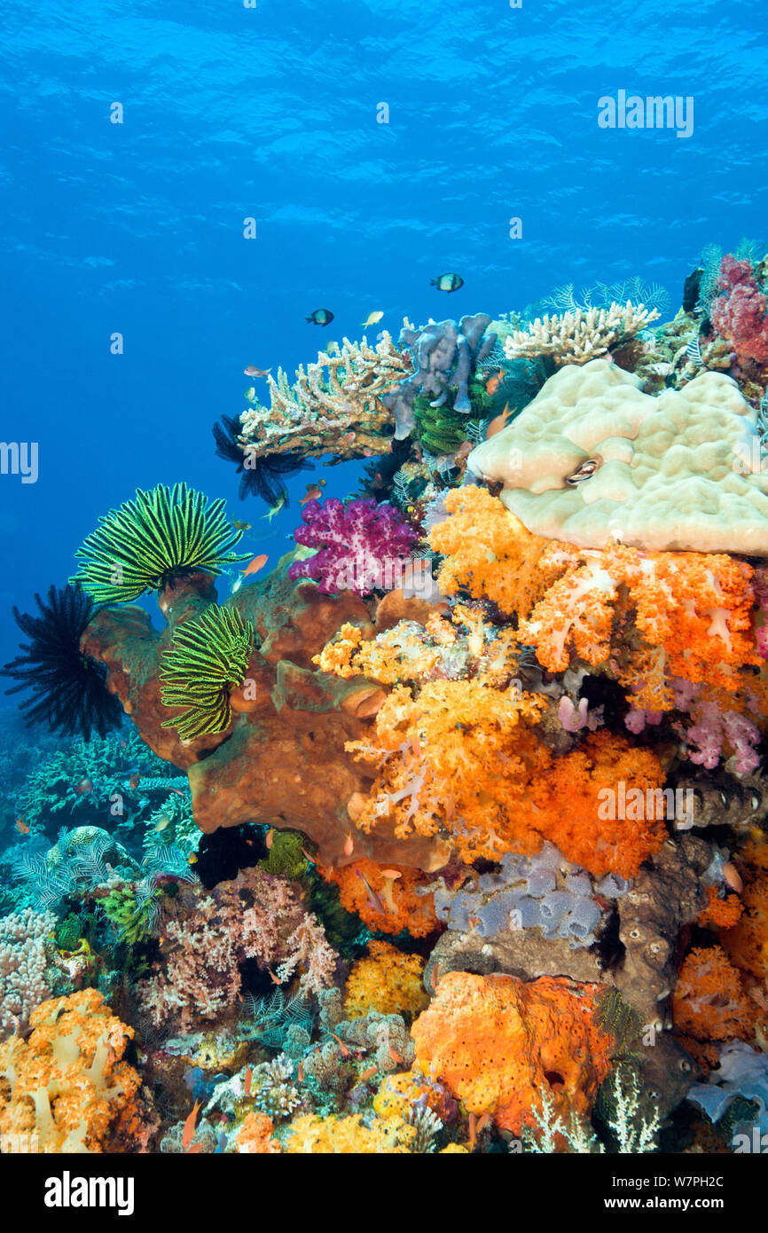 Sponges and corals reefs hires stock photography and images Alamy