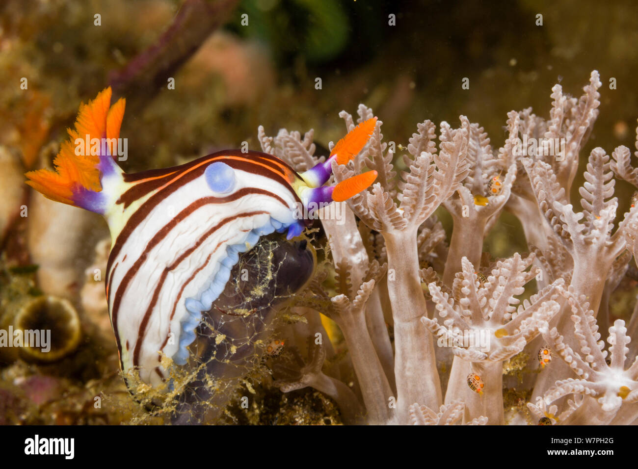 Nudibranch (Nembrotha purpureolineata) feeding, Cannibal Rock, Rinca Island, Indonesia Stock Photo