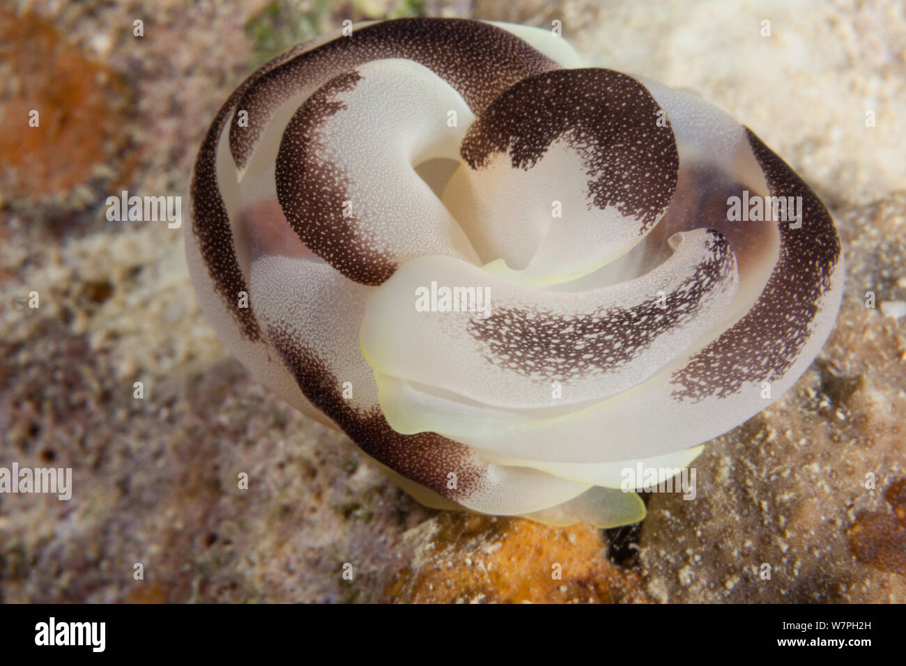 Sea slug (Chelidonura amoena) pair mating, Palau, Micronesia Stock Photo