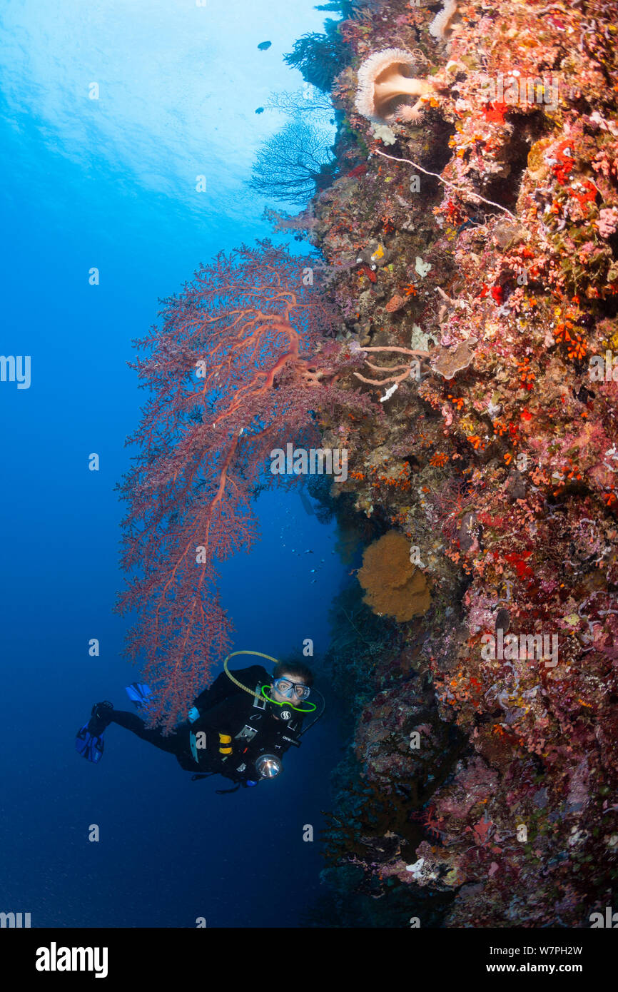 Scuba diver at Big Drop Off dive site, Palau, Micronesia 2010, model released Stock Photo