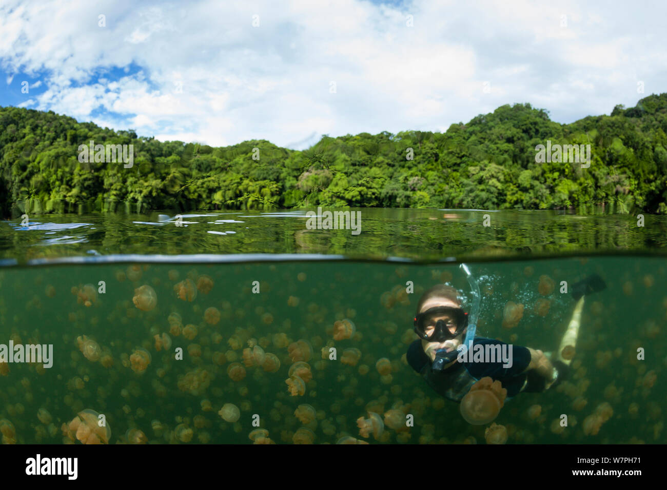 Snorkeler swimming with harmless Jellyfish (Mastigias papua etpisonii), Jellyfish Lake, Rock Islands, Palau, Micronesia model released Stock Photo