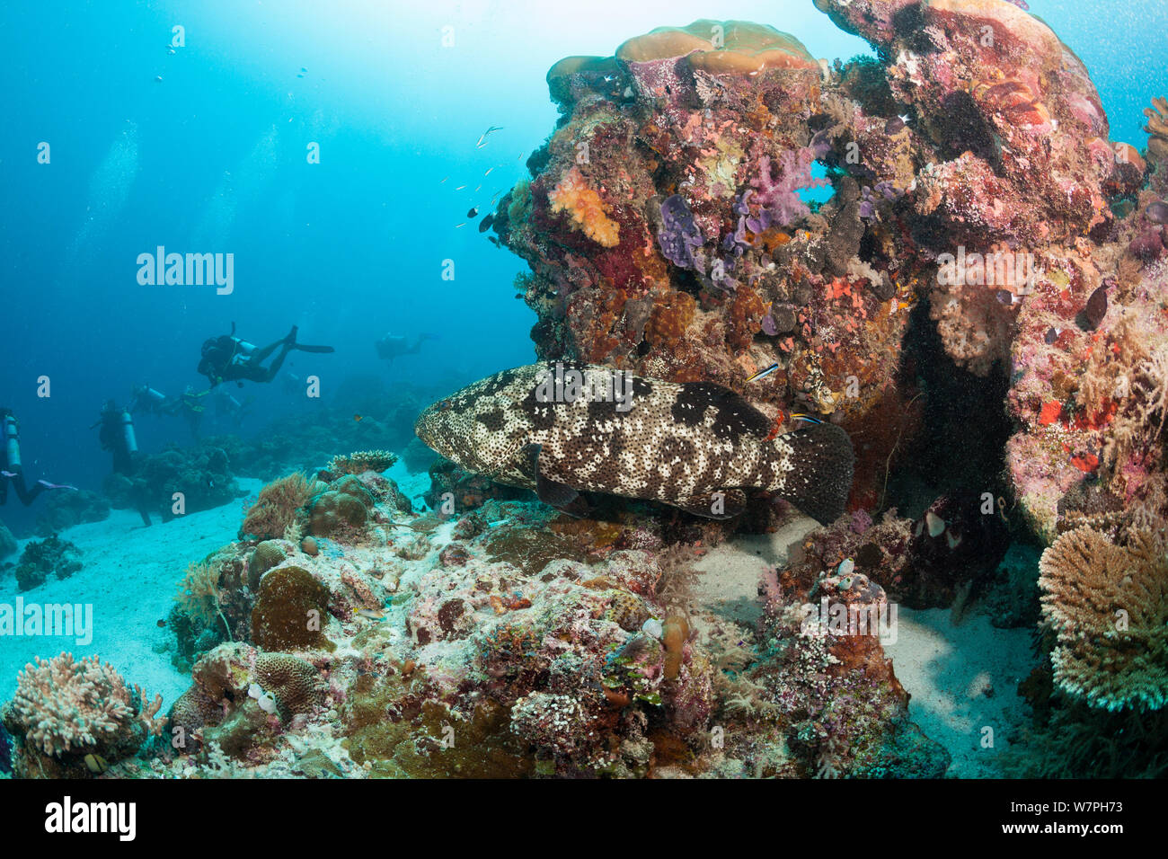 Blacksaddle grouper (Epinephelus howlandi) with scuba divers in background, Palau, Micronesia. Stock Photo