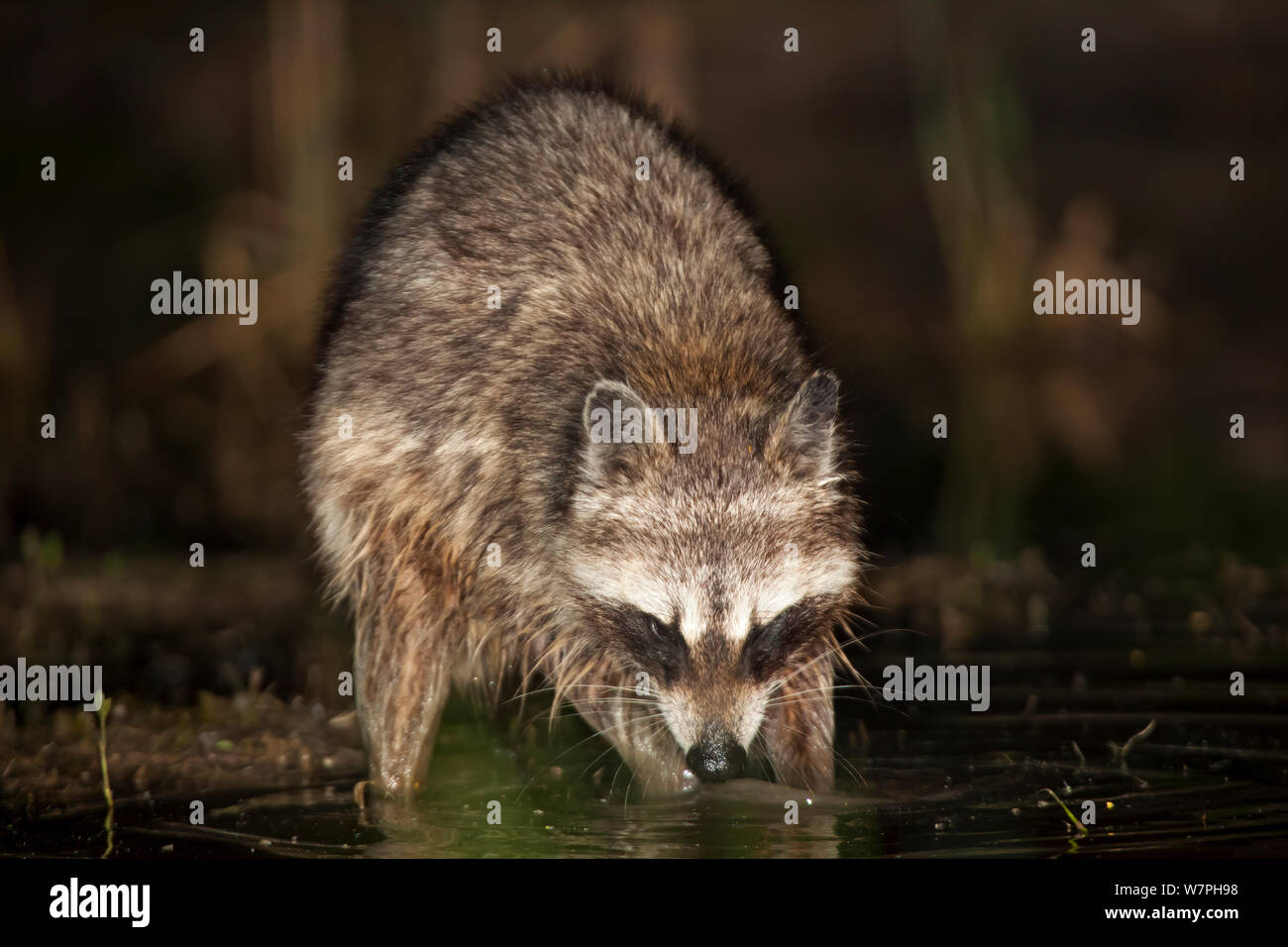 Northern Raccoon (Procyon lotor) washing food in water. Near Cotulla, Texas, USA, April. Stock Photo