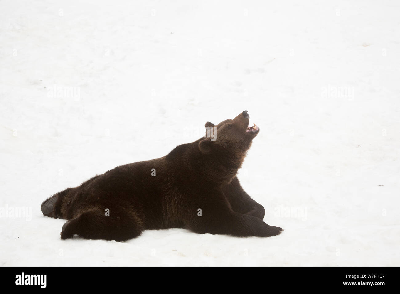 European Brown bear (Ursus arctos) male lying in the snow, yawning, captive in enclosure of the Bavarian Forest National Park, Germany, February Stock Photo