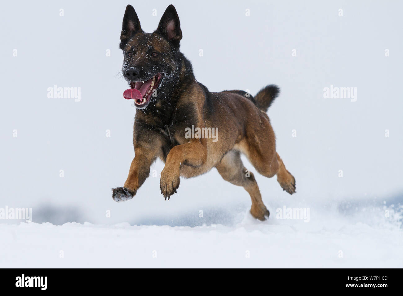 belgian shepherd police dog