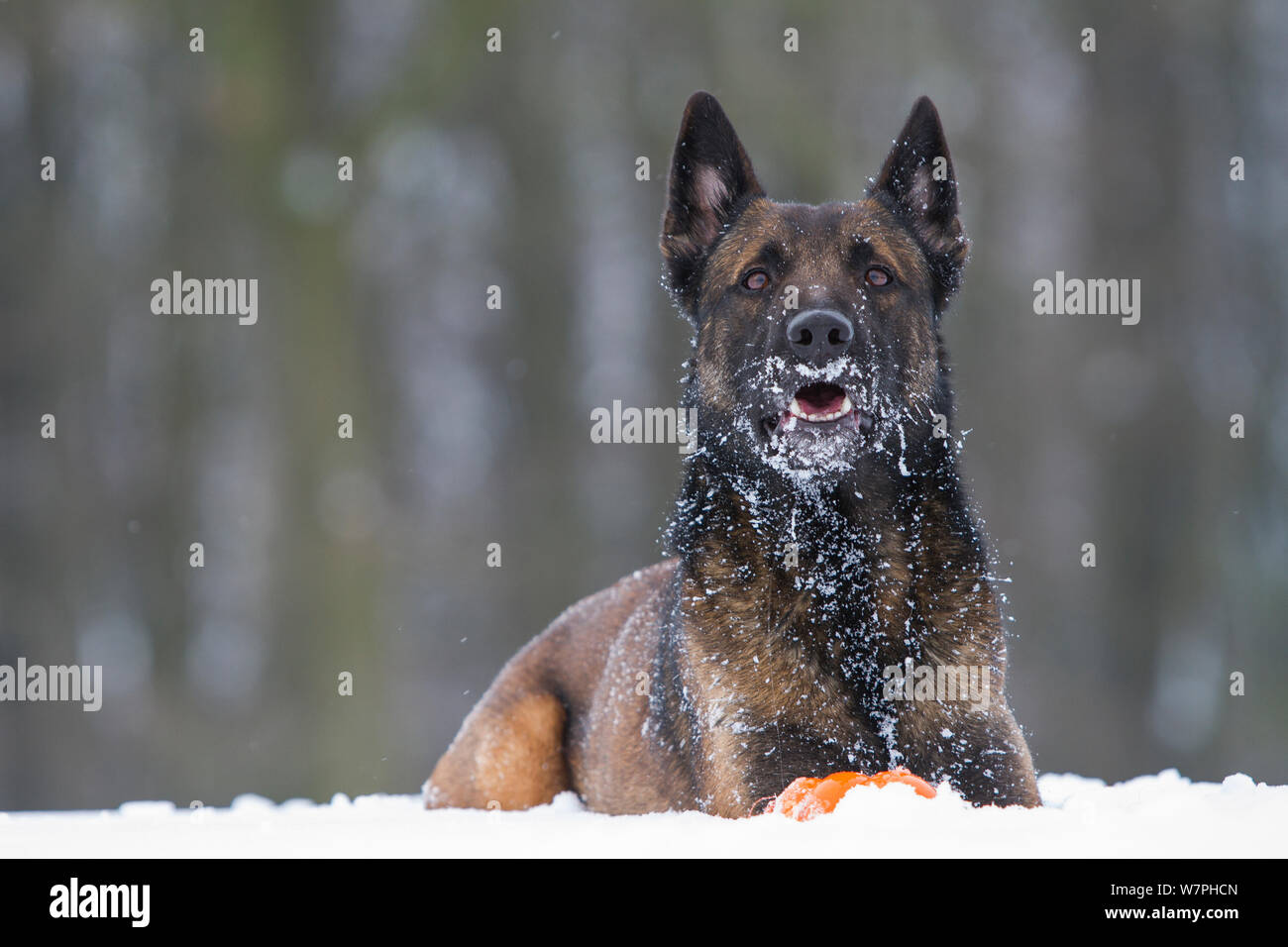Malinois / Belgian Shepherd police dog 'Mia' owned by German police officer  and dog handler, lying in the snow, Germany Stock Photo - Alamy