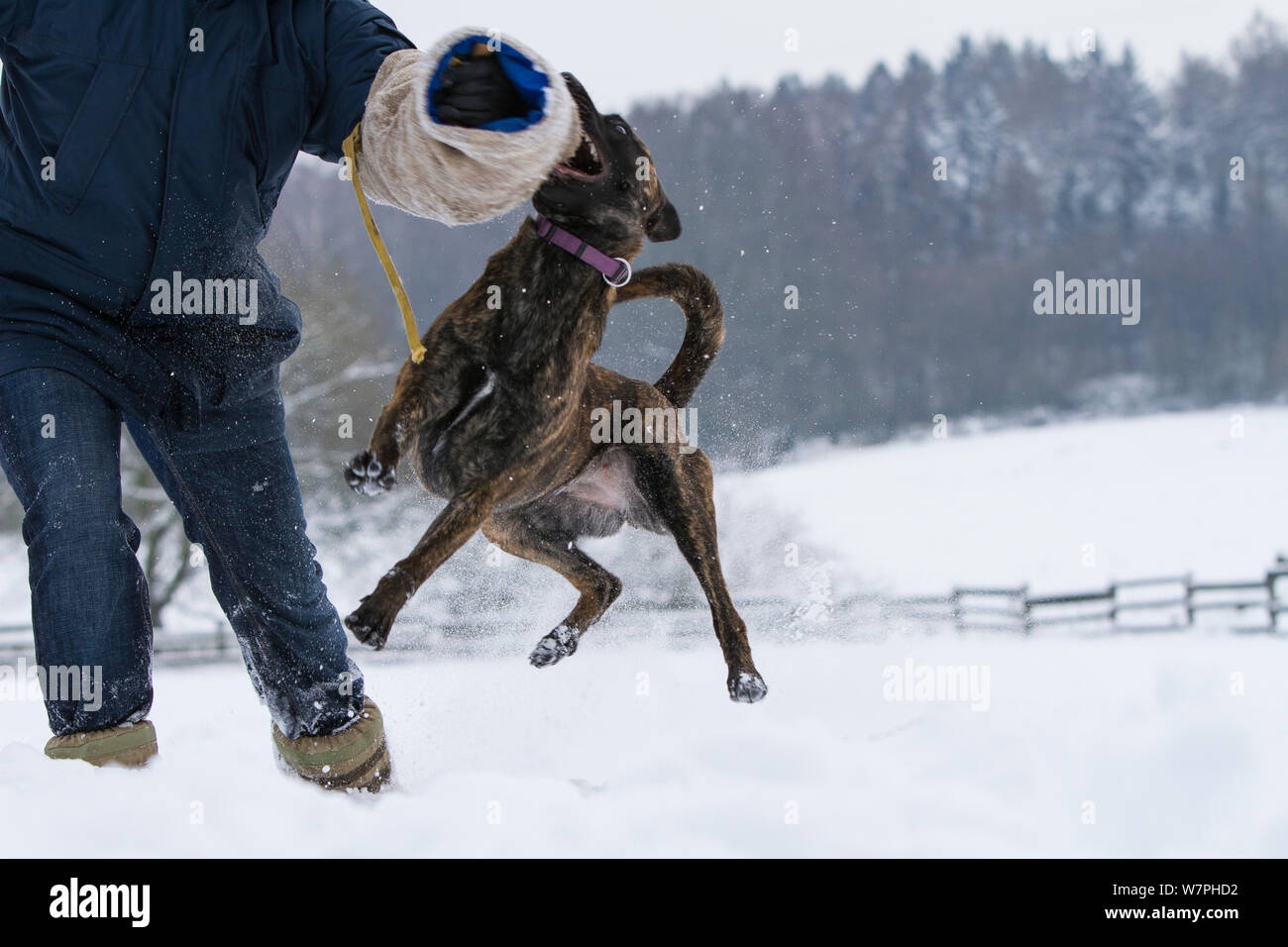 Malinois x Herder cross breed female 'Zora' being trained by police officer in the snow. Germany Stock Photo