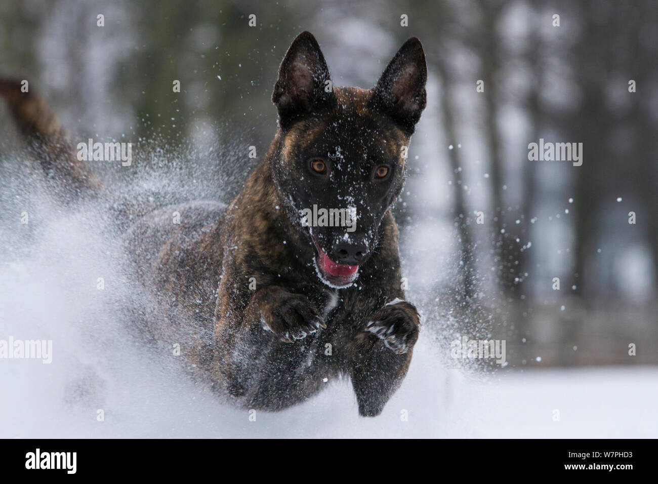 Malinois x Herder cross breed female 'Zora' playing with purple frisbee disc in the snow. Germany Stock Photo