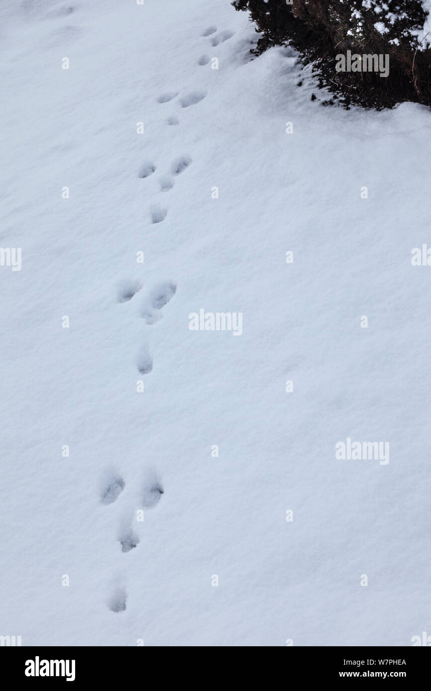 Tracks of a Mountain Hare (Lepus timidus) in snow. Peak District National Park, January. Stock Photo