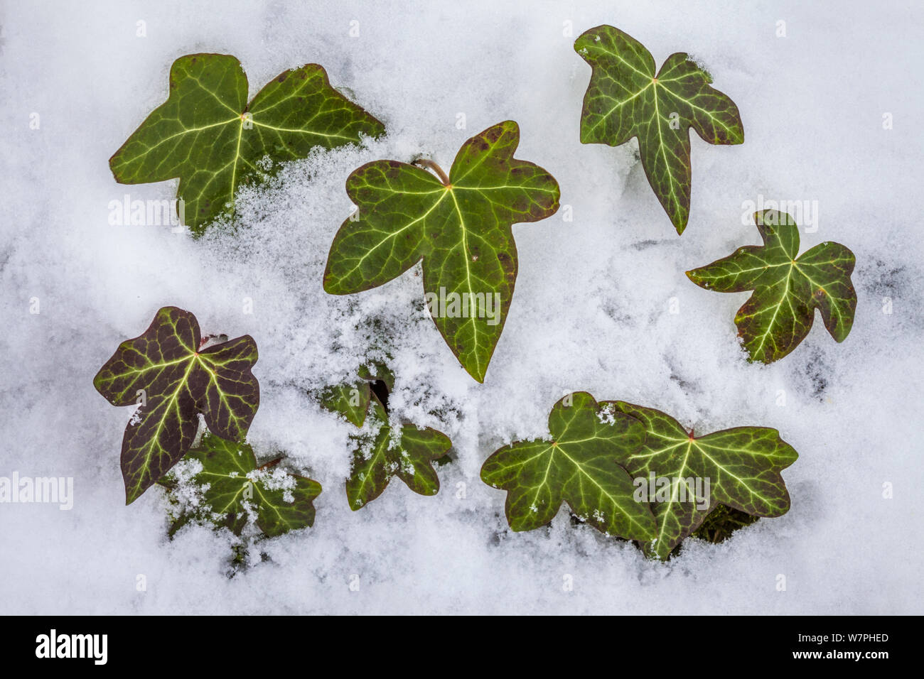 Ivy (Hedera helix) clump protruding through snow. Peak District National Park, Derbyshire, UK, January. Stock Photo