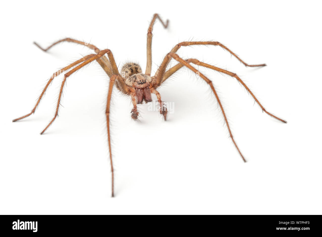 Male House Spider (Tegenaria domestica) portrait. Derbyshire, UK, October. Stock Photo