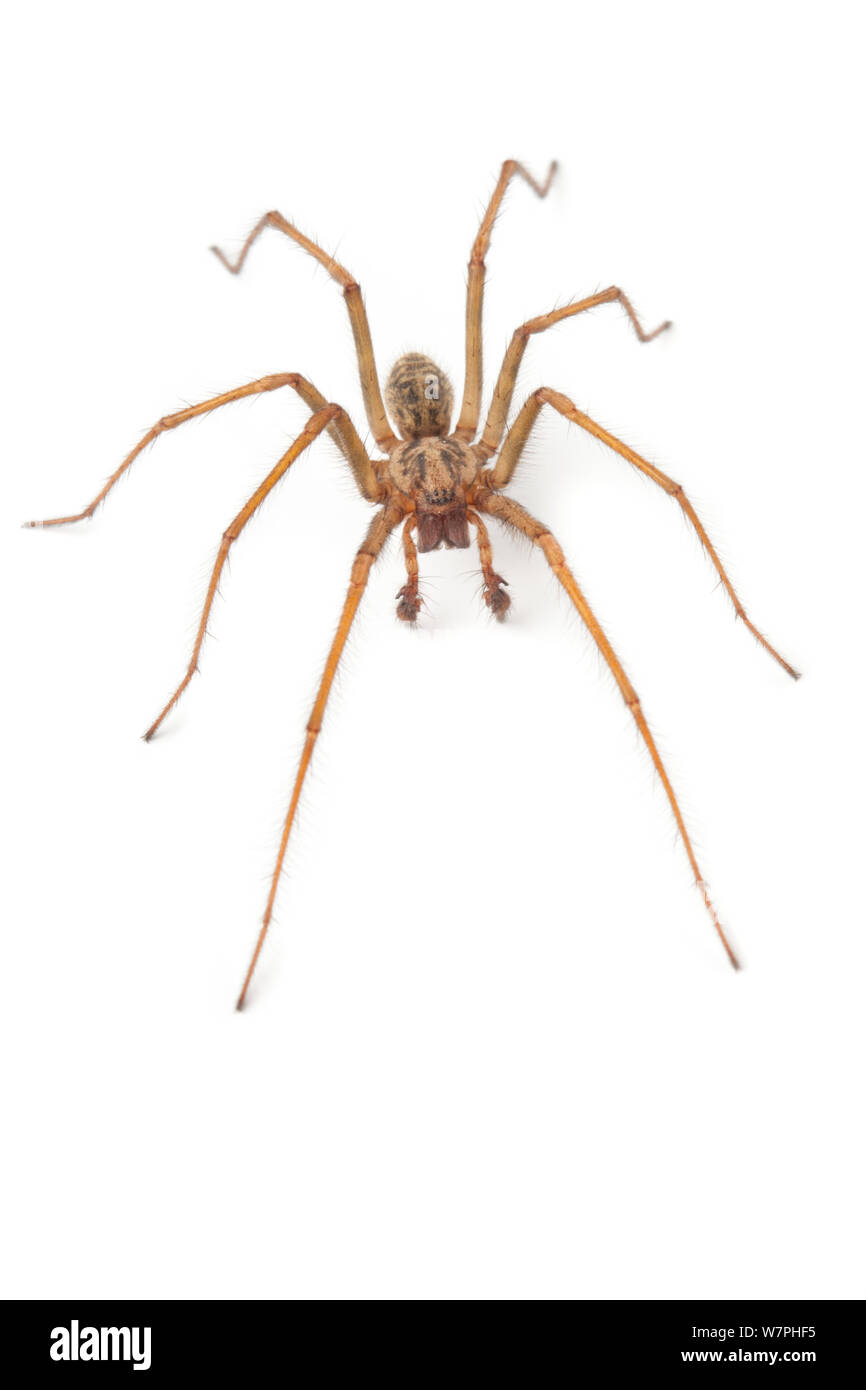 Male House Spider (Tegenaria domestica). Derbyshire, UK. October. Stock Photo