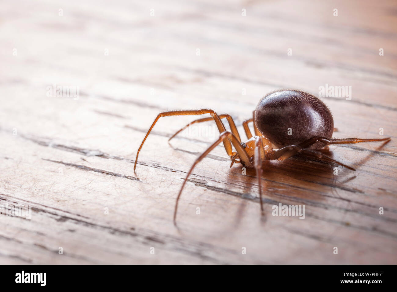 False Black Widow (Steatoda nobilis), female an invasive species to the UK. The false widow has been established in the UK for over 100 years, particularly around ports on the south coast of England where it may have reached on banana shipments. UK. Stock Photo