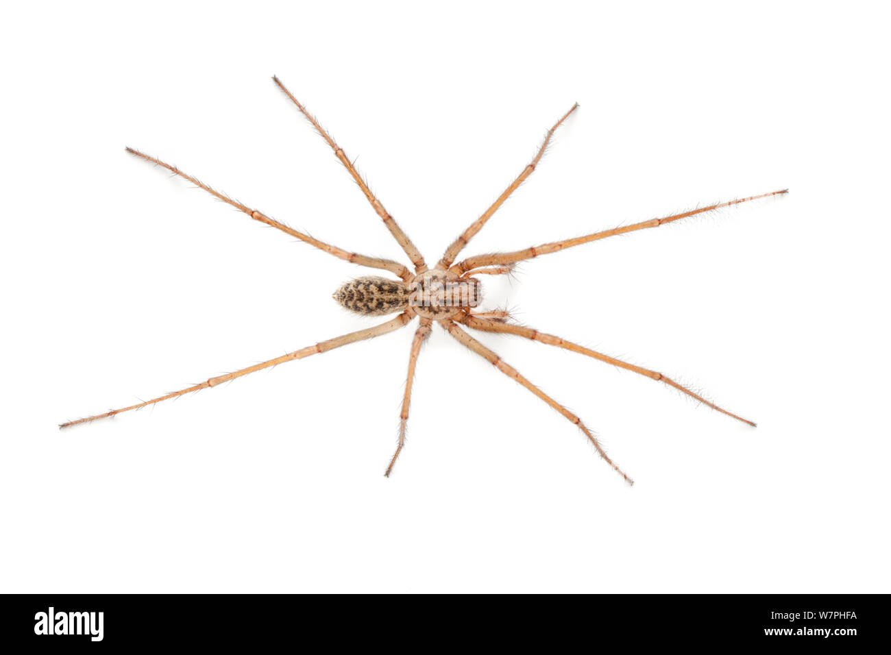 Male House Spider (Tegenaria domestica). Derbyshire, UK, October. Stock Photo