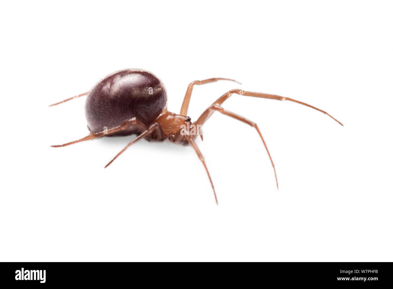 False Black Widow (Steatoda nobilis), female an invasive species to the UK. The false widow has been established in the UK for over 100 years, particularly around ports on the south coast of England where it may have reached on banana shipments. UK. Stock Photo