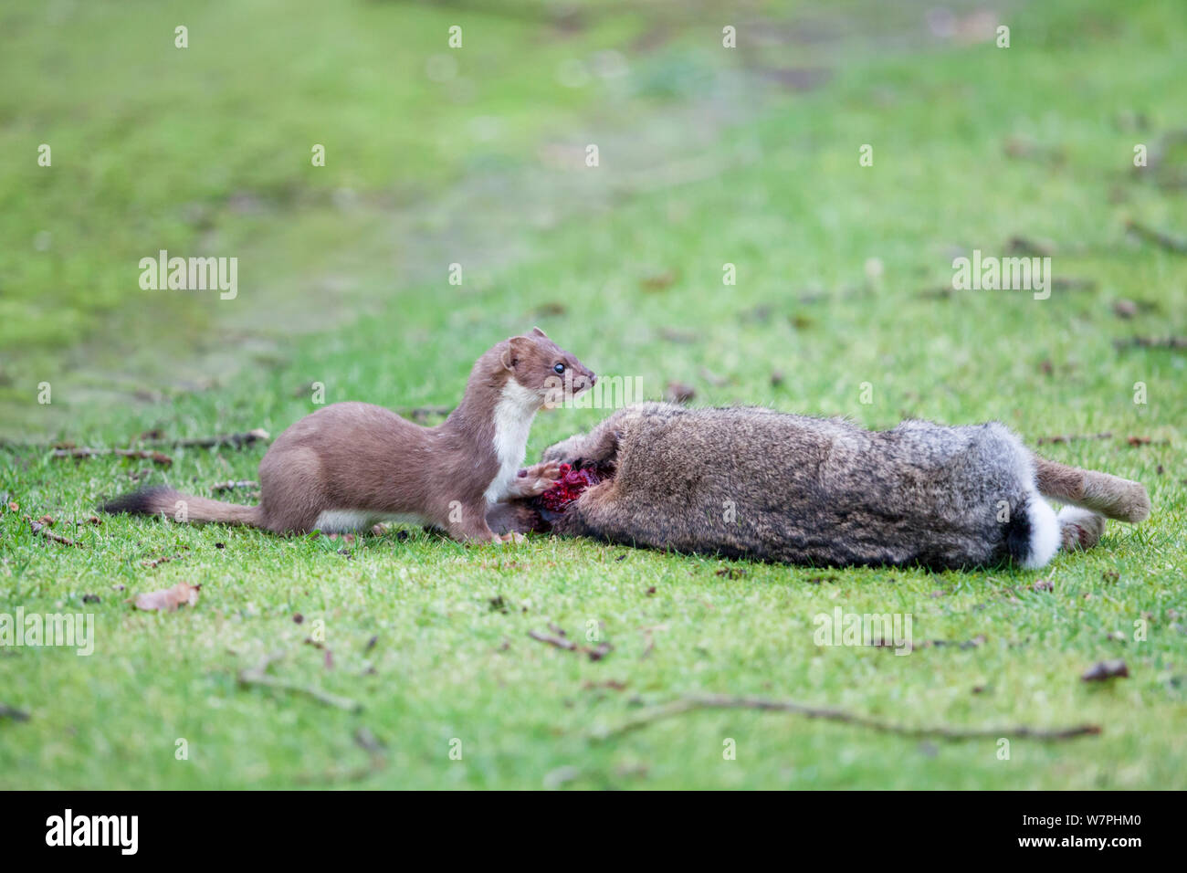 European Stoat (Mustela erminea) feeding on a rabbit. The National